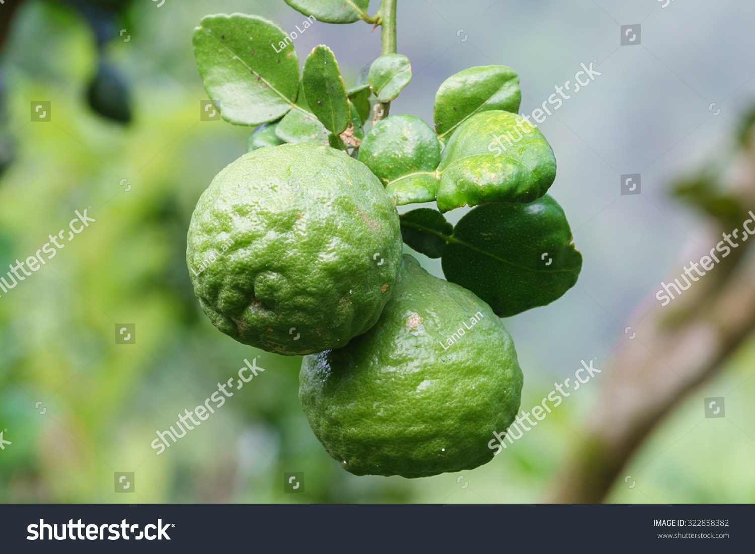 slide 1 of 1, De La Calle Grapefruit Lime Tepache, 12 oz