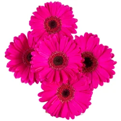 5 Stem Gerbera (Colors May Vary)