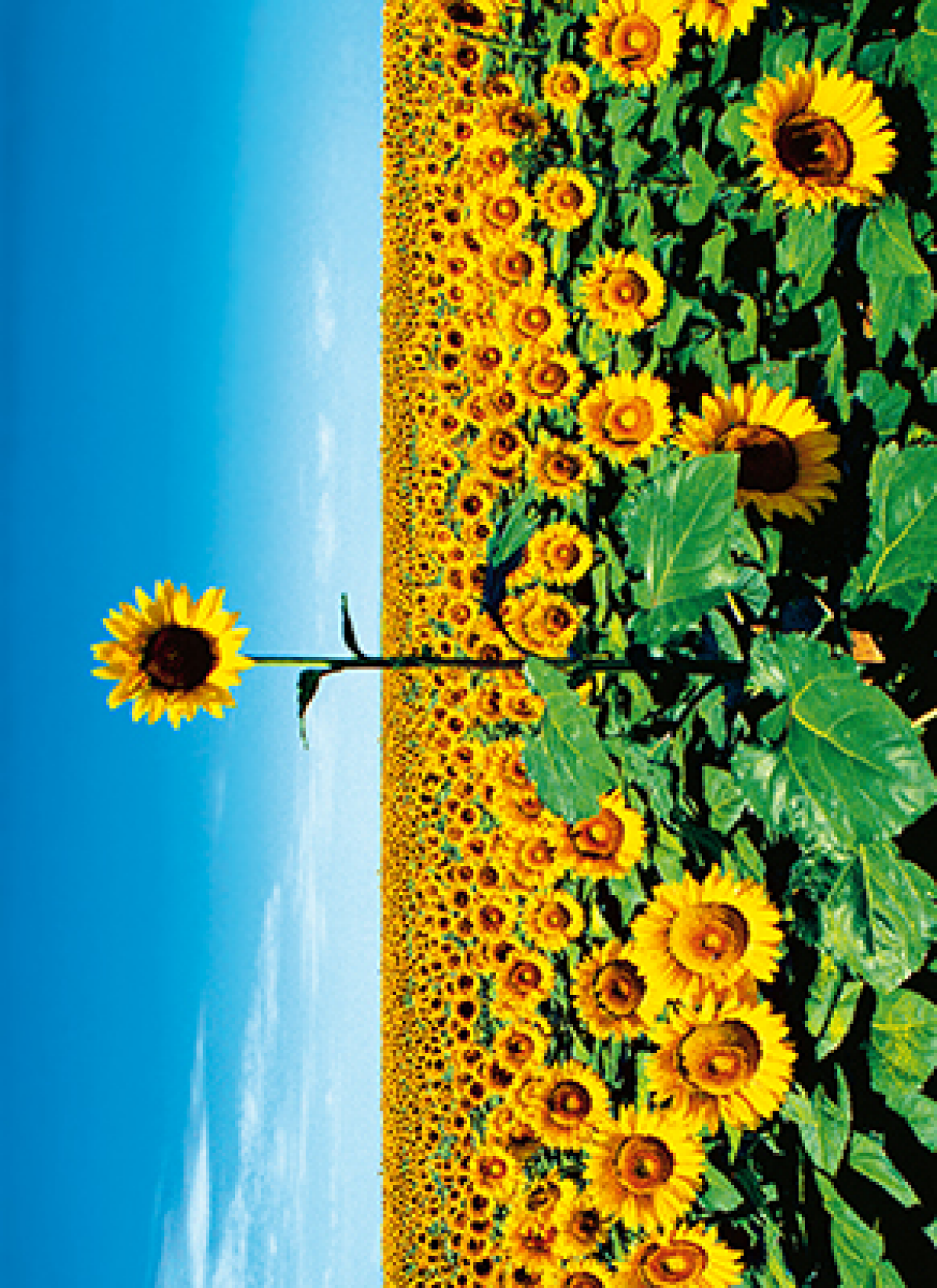 slide 1 of 1, Avanti Card Thanks Sunflower Field, 1 ct