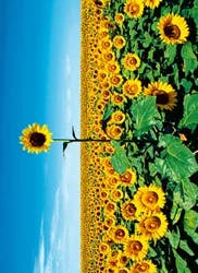 Avanti Press Sunflower Field