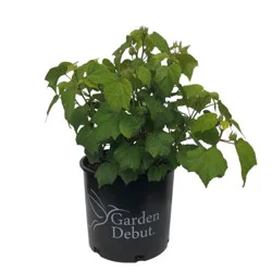 Greenleaf Nursery Big Hit Pink Hardy Hibiscus