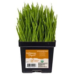 True Goodness Wheatgrass