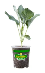 Bonnie's Choice Collard Greens 4.5-inch