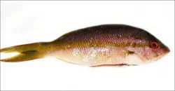 Fish-Whole Yellow Tail Snapper