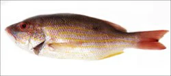 Fish-Whole Lane Snapper