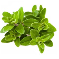slide 1 of 1, Crush Marjoram, per lb