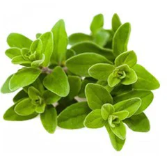 Crush Marjoram