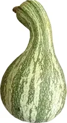 Fresh Cushaw Squash