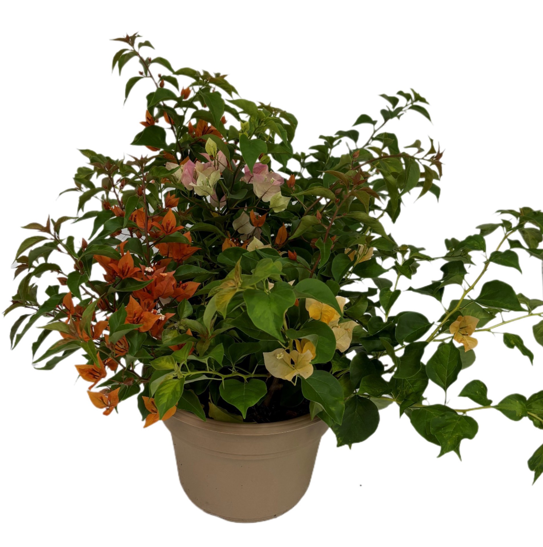 slide 1 of 1, H-E-B Bougainvillea Mix, 1 ct