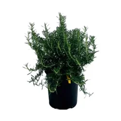 Greenleaf Nursery Huntington Carpet