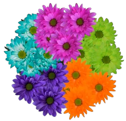 5 St Crazy Daisy Bunches