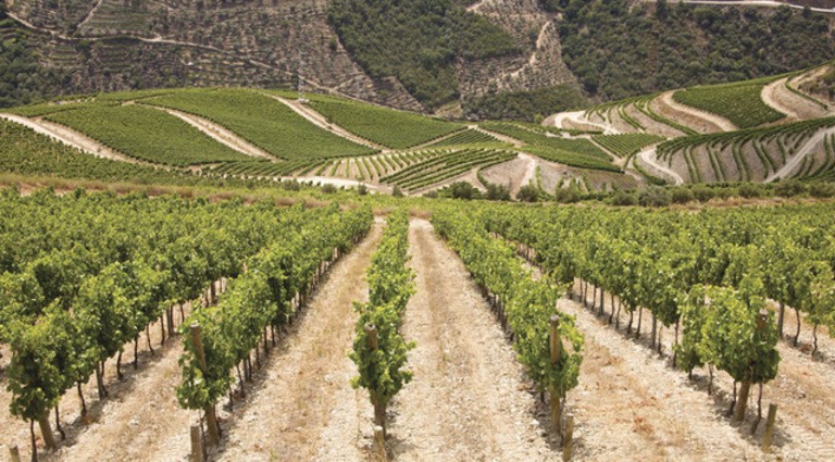 slide 6 of 6, Fonseca - Fine Tawny (750x12), 750 ml