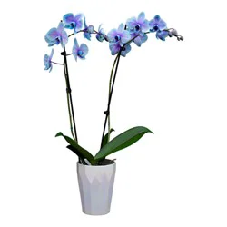 Bloom Haus Fresh Live Moonstone Orchid