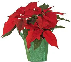 Poinsettia Potted Plant - Assorted