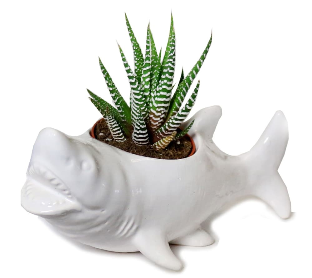 slide 1 of 1, Charlie's Produce 2In Shark Ceramic Succulent, 2 in