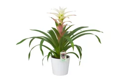 Charlie's Produce 6 In Ceramic Bromeliad