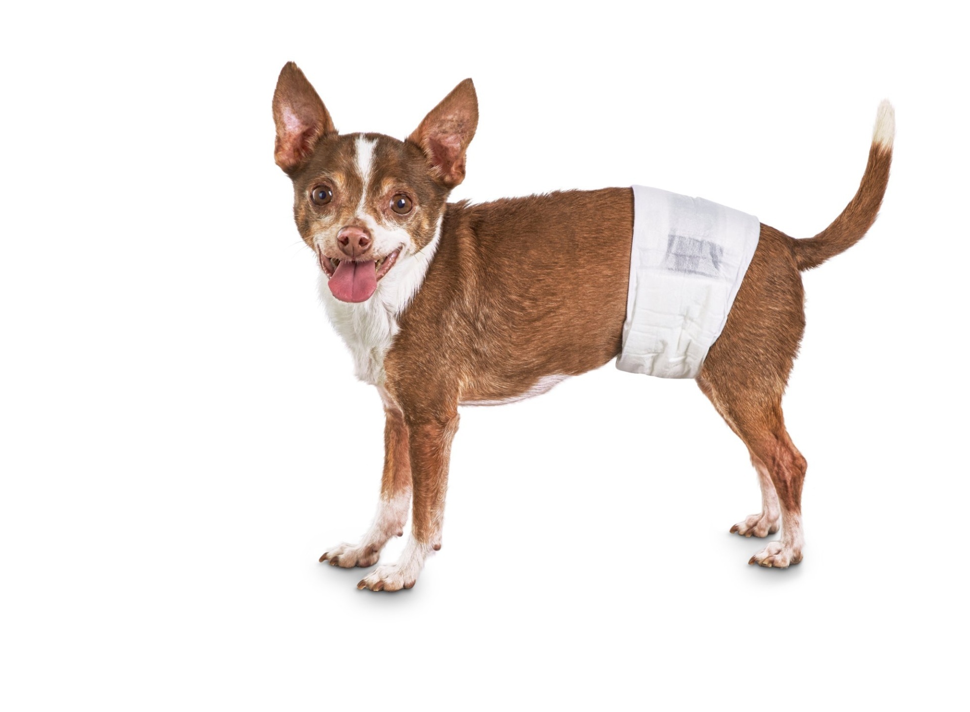 slide 1 of 1, So Phresh Comfort Dry Disposable Male Dog Wraps, XS/SM