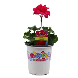 Groovy Flower Power Geranium - Moxie Violet