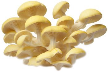 slide 1 of 1, Yellow Oyster Mushrooms, per lb
