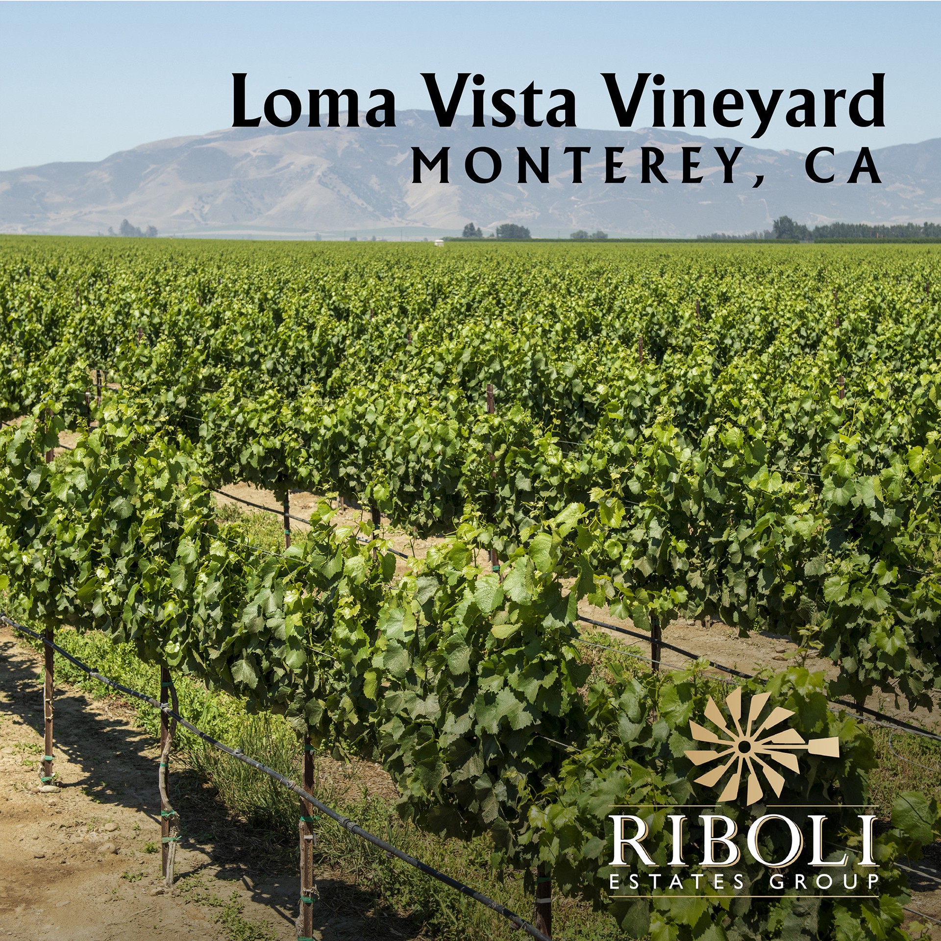 slide 3 of 6, Windstream Pinot N, 750 ml