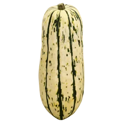Produce Squash 1 ea