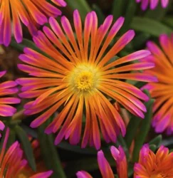 Delosperma Assorted Round Quart