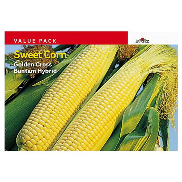 slide 1 of 1, Burpee Corn, Golden Bantam Hybrid, 1 ct