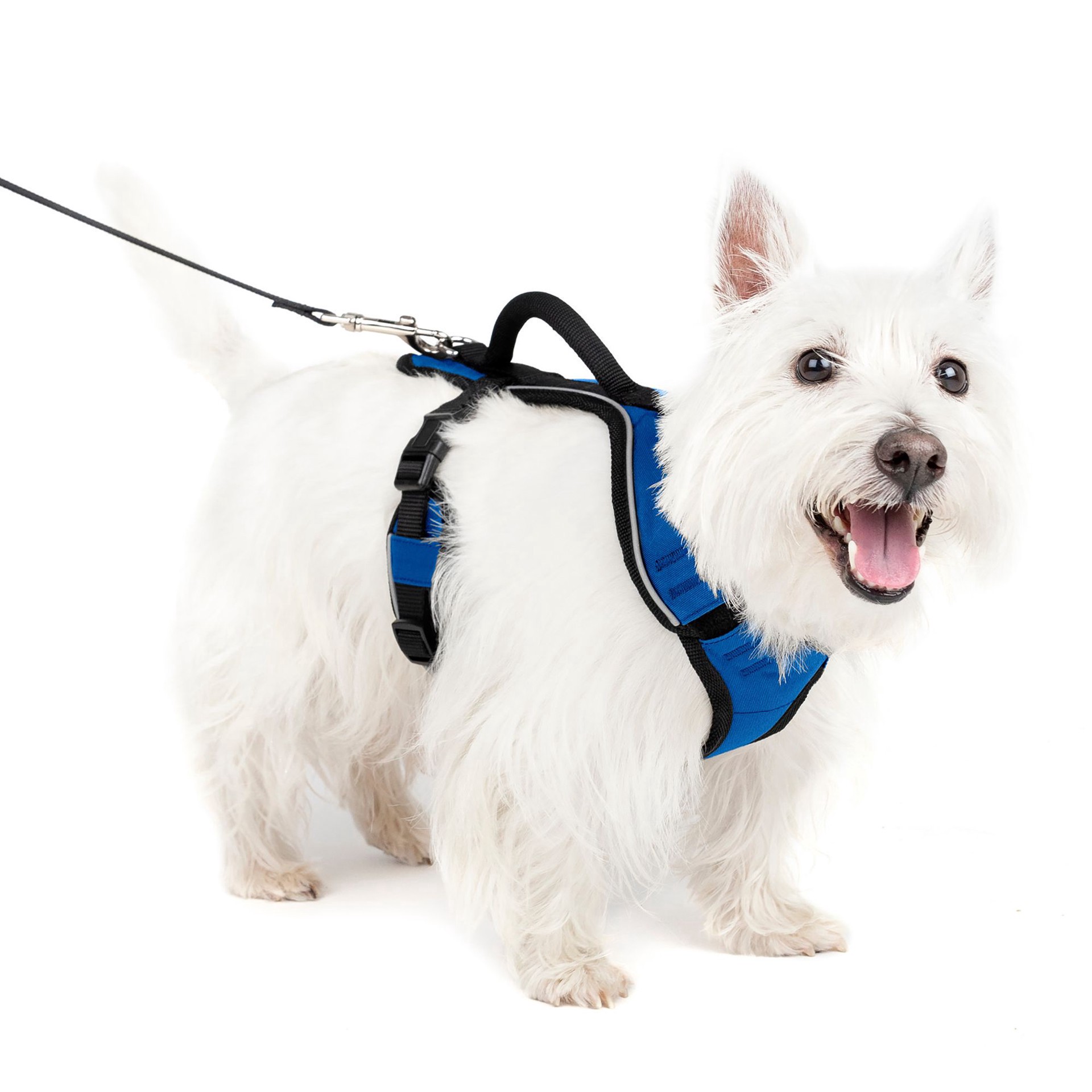 slide 1 of 1, Easy Sport Dog Harness Blue Sm, 1 ct