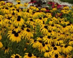 Garden Exclusives Black Eyed Susan Gold Rush