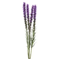 Jolo Garden Bunches Liatris 4-Stems