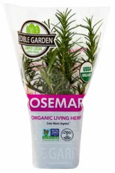Rosemary Potted Plant