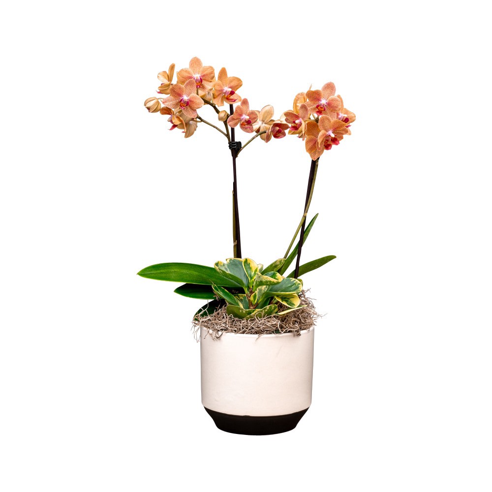 slide 1 of 1, Bloom Haus Fresh Live Orchid Garden, 6 in