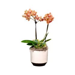 Bloom Haus Fresh Live Orchid Garden