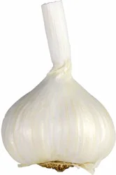 Colossal Garlic