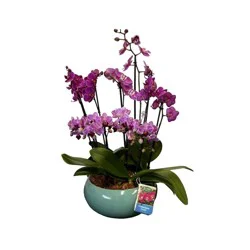 Gubler Classic Orchid Arrangement