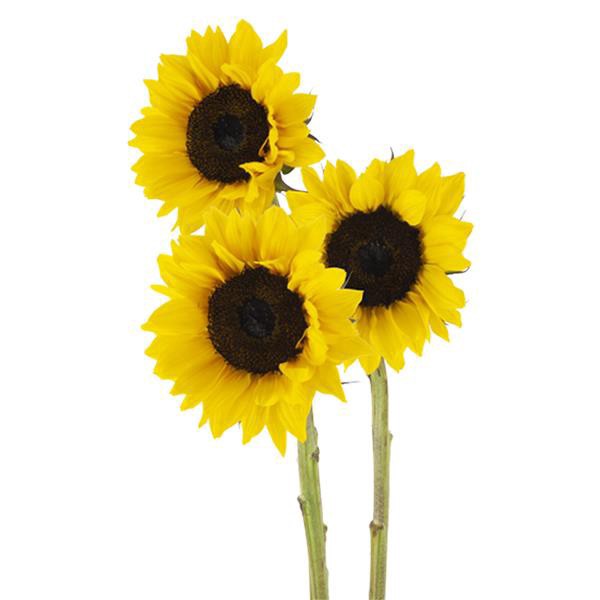 slide 1 of 1, Sunflowers Combo, 1 ct