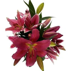 Oriental Lily Consumer Bunch