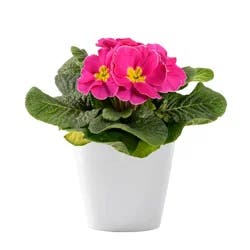 Primerose 4 Inch (Colors May Vary)