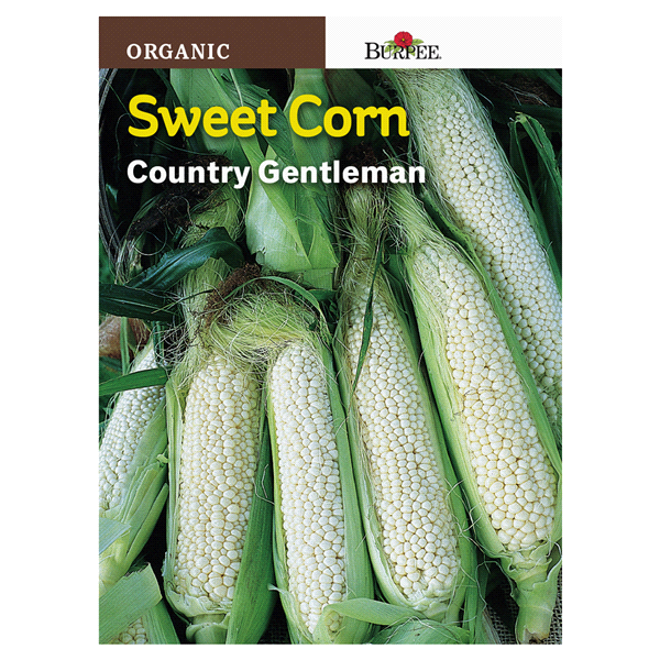 slide 1 of 1, Burpee Organic Sweet Corn, Country Gentleman, 1 ct