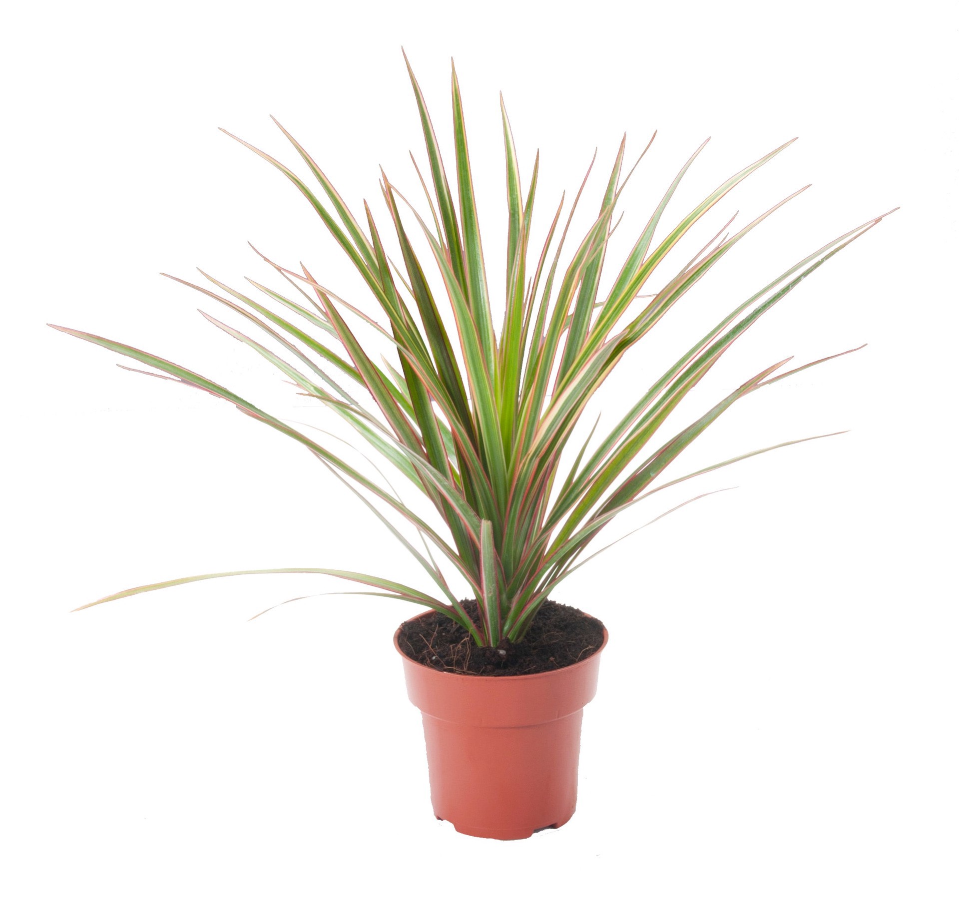 slide 1 of 1, Mixed Foliage House Plant, 1 ct