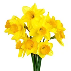 Daffodils - 6 inch