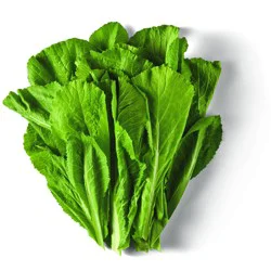 Produce Fresh Straight Leaf Mustard Greens