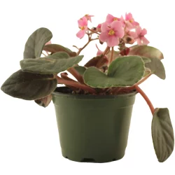 Hy-Vee Floral African Violets 4in