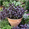 slide 2 of 9, Bonnie Plants  Basil Purple, 19.3 oz