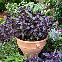 slide 3 of 9, Bonnie Plants  Basil Purple, 19.3 oz