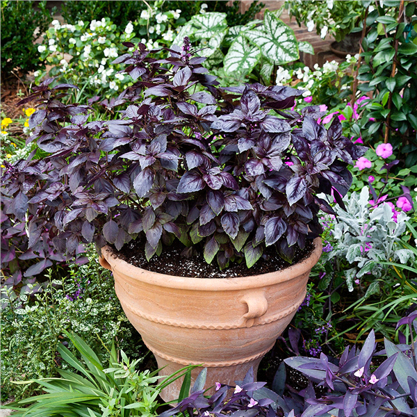 slide 4 of 9, Bonnie Plants  Basil Purple, 19.3 oz