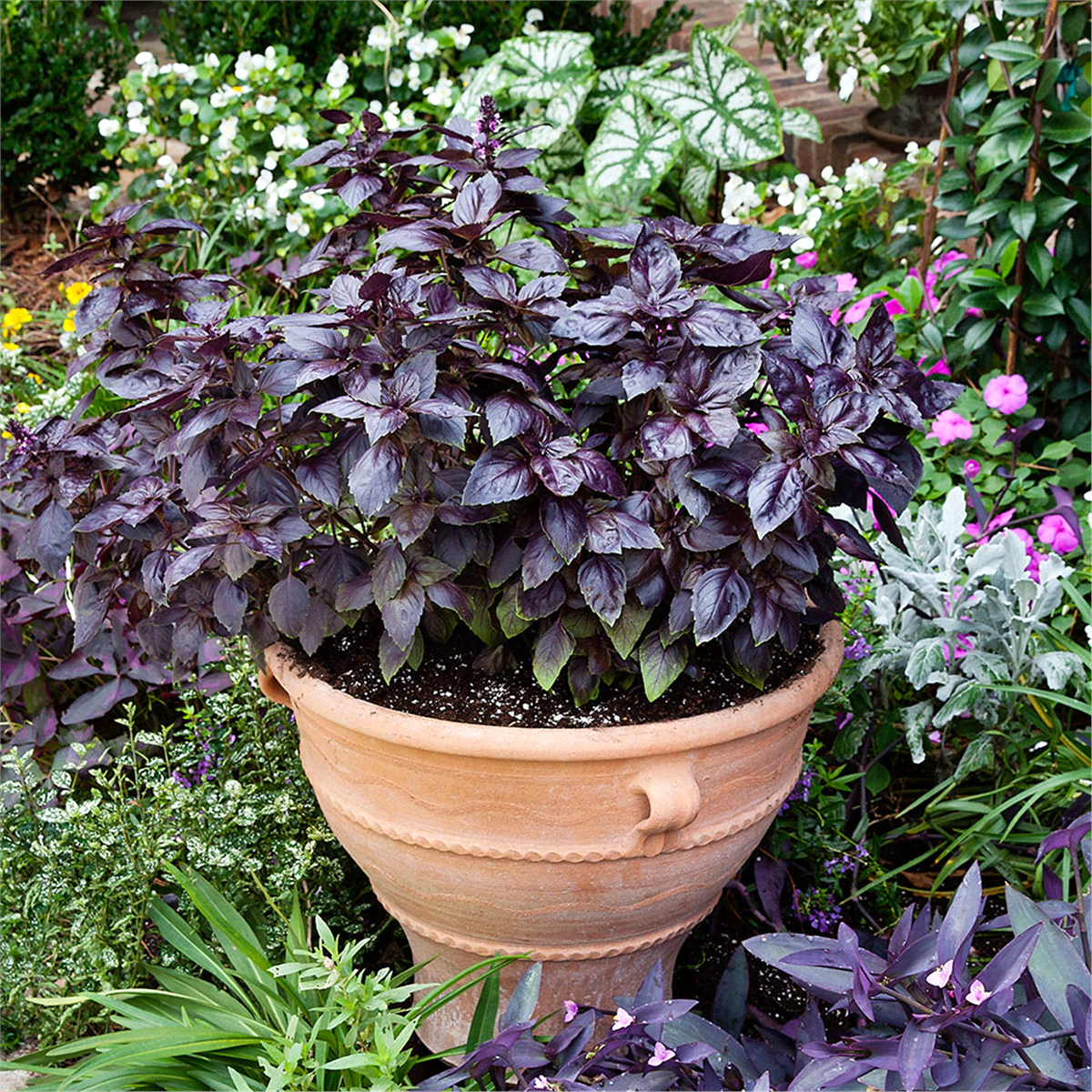 slide 5 of 9, Bonnie Plants  Basil Purple, 19.3 oz