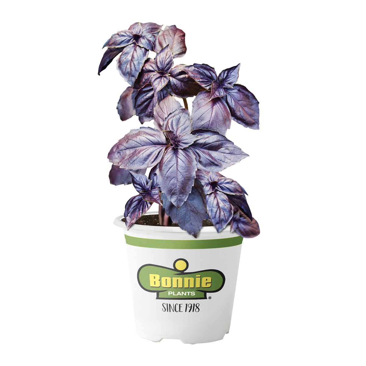 slide 1 of 9, Bonnie Plants  Basil Purple, 19.3 oz