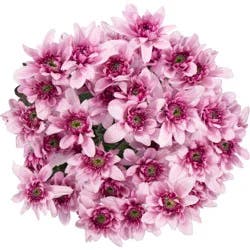 BLOOMS by H-E-B Assorted Red Poms