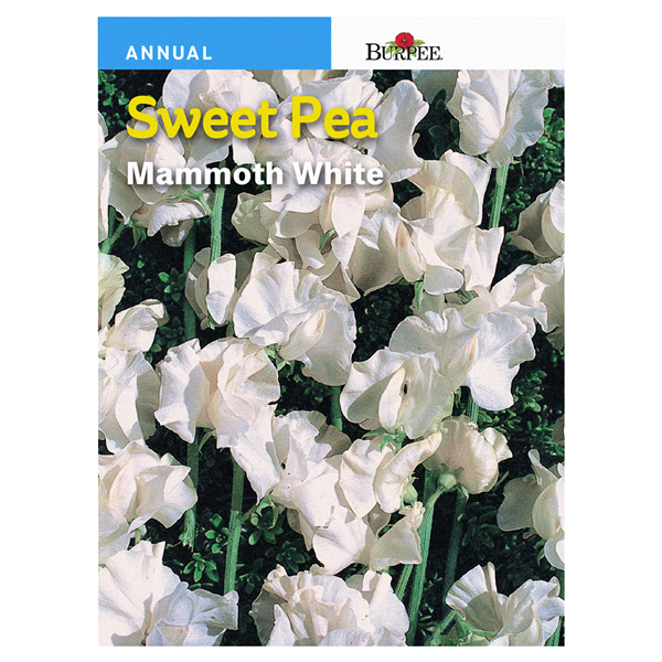 slide 1 of 1, Burpee Sweet Pea, Winter Flowering White, 1 ct